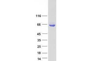 Ubiquilin 1 Protein (UBQLN1) (Transcript Variant 2) (Myc-DYKDDDDK Tag)