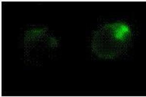 Immunofluorescence (IF) image for anti-Fas Ligand (TNF Superfamily, Member 6) (FASL) antibody (ABIN187289) (FASL 抗体)