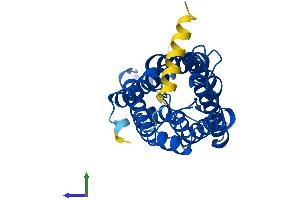 Protein Structure (PS) image for Aquaporin 5 (AQP5) (AA 1-265) protein (His tag) (ABIN7552227)