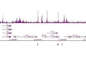 Ikaros antibody (mAb) (Clone 2A9) tested by ChIP-Seq. (IKZF1 抗体  (N-Term))