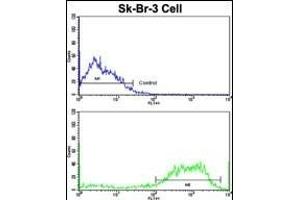 Flow cytometric analysis of SK-Br-3 cells using ABI1 Antibody (N-term)(bottom histogram) compared to a negative control cell (top histogram). (ABI1 抗体  (N-Term))