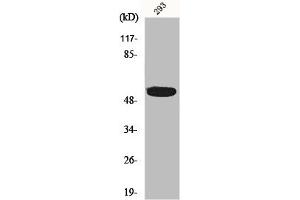 Western Blot analysis of 293 cells using InsP6 Kinase 3 Polyclonal Antibody (IP6K3 抗体  (Internal Region))