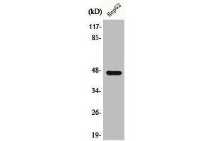 Western Blot analysis of COLO205 cells using AKAP 79 Polyclonal Antibody (AKAP5 抗体  (N-Term))