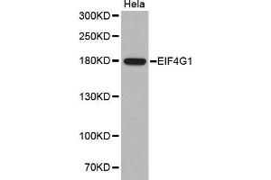 Western Blotting (WB) image for anti-Eukaryotic Translation Initiation Factor 4 Gamma, 1 (EIF4G1) antibody (ABIN1512859) (EIF4G1 抗体)