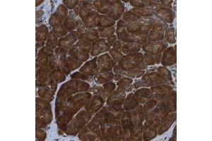 Immunohistochemical staining of human pancreas with PTPRT polyclonal antibody  shows strong cytoplasmic positivity in exocrine glandular cells.