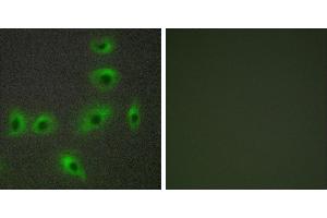 Peptide - +Immunofluorescence analysis of HUVEC cells, using BAX antibody. (BAX 抗体)