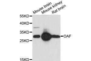 Western blot analysis of extracts of various cell lines, using OAF antibody. (OAF 抗体)