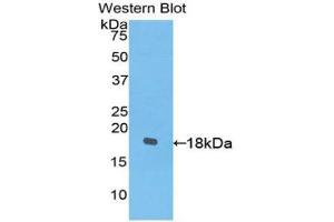 Western Blotting (WB) image for anti-Platelet-Derived Growth Factor C (PDGFC) (AA 235-345) antibody (ABIN3204827) (PDGFC 抗体  (AA 235-345))