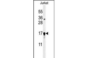 Western blot analysis of GLRX5 Antibody (C-term) (ABIN651225 and ABIN2840140) in Jurkat cell line lysates (35 μg/lane). (GLRX5 抗体  (C-Term))