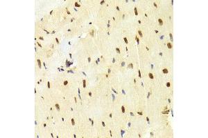 Immunohistochemistry (IHC) image for anti-High Mobility Group Box 1 (HMGB1) (AA 100-200) antibody (ABIN3023358) (HMGB1 抗体  (AA 100-200))
