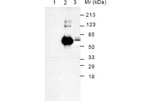 Western Blotting (WB) image for anti-Heat Shock 70kDa Protein 5 (Glucose-Regulated Protein, 78kDa) (HSPA5) antibody (Biotin) (ABIN371046) (GRP78 抗体  (Biotin))