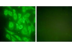Peptide - +Immunofluorescence analysis of NIH/3T3 cells, using HSP90 cyto antibody (#C0234). (HSP90AA1 抗体)