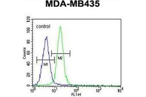 Flow cytometric analysis of MDA-MB435 cells using  LIN28 Antibody  (right histogram) compared to a negative control cell (left histogram).