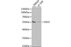 Western blot analysis of extracts of various cell lines, using SGCE antibody (ABIN6132885, ABIN6147703, ABIN6147704 and ABIN6220961) at 1:1000 dilution. (SGCE 抗体  (AA 1-317))