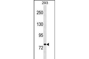 CHM Antibody (Center) (ABIN1881197 and ABIN2838968) western blot analysis in 293 cell line lysates (35 μg/lane). (CHM 抗体  (AA 292-320))