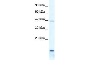 WB Suggested Anti-P2RXL1 Antibody Titration:  0. (P2RX6 抗体  (N-Term))