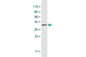 Western Blot detection against Immunogen (36. (Arhgef9 抗体  (AA 419-516))
