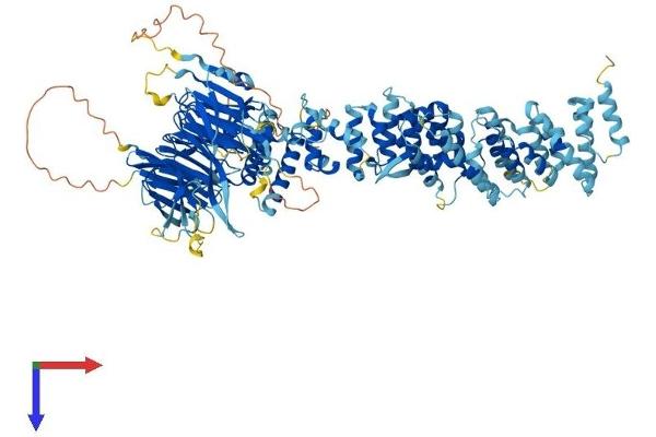 HPS3 Protein (AA 1-1004) (His tag)