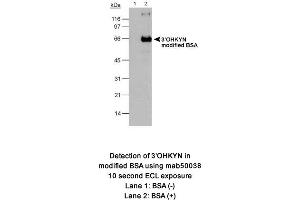Image no. 1 for anti-3-Hydroxykynurenine (3-OHKYN) antibody (ABIN363192) (3-OHKYN 抗体)