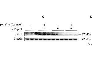 Western Blotting (WB) image for anti-Actin, beta (ACTB) (AA 1-50) antibody (ABIN724340)