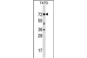 Western blot analysis in T47D cell line lysates (35ug/lane). (Forkhead Box K2 抗体  (N-Term))