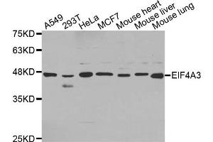 Western Blotting (WB) image for anti-Eukaryotic Translation Initiation Factor 4A3 (EIF4A3) antibody (ABIN1872497) (EIF4A3 抗体)