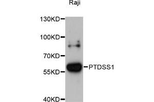 Western blot analysis of extracts of Raji cells, using PTDSS1 antibody (ABIN6293698) at 1:3000 dilution. (PTDSS1 抗体)