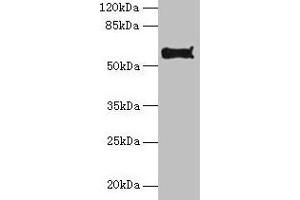 Western blot All lanes: Pdia2 antibody at 10 μg/mL + Hela whole cell lysate Secondary Goat polyclonal to rabbit IgG at 1/10000 dilution Predicted band size: 59, 58 kDa Observed band size: 59 kDa (PDIA2 抗体  (AA 21-527))