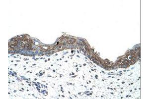 Image no. 1 for anti-Ankyrin 1, Erythrocytic (ANK1) (C-Term) antibody (ABIN203434) (Erythrocyte Ankyrin 抗体  (C-Term))