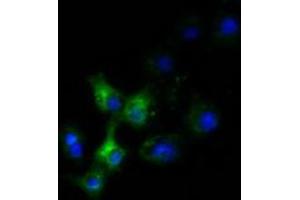 Anti-SLC30A3 mouse monoclonal antibody (ABIN2453647) immunofluorescent staining of COS7 cells transiently transfected by pCMV6-ENTRY SLC30A3 (RC205310). (Slc30a3 抗体)