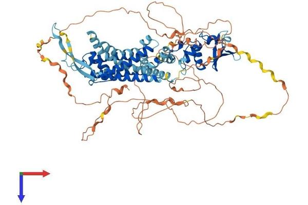 KCNC3 Protein (AA 1-769) (His tag)