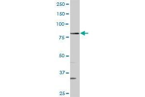QARS MaxPab rabbit polyclonal antibody. (QARS 抗体  (AA 1-775))