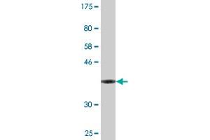 Western Blotting (WB) image for anti-Vasohibin 1 (VASH1) (AA 3-100) antibody (ABIN524800)