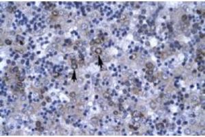 Immunohistochemical staining (Formalin-fixed paraffin-embedded sections) of human liver with DBP polyclonal antibody  at 4-8 ug/mL working concentration. (DBP 抗体  (N-Term))