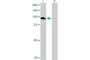 Western Blot analysis of CNKSR1 expression in transfected 293T cell line by CNKSR1 MaxPab polyclonal antibody. (CNKSR1 抗体  (AA 1-720))