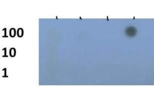 Dot Blot (DB) image for anti-Histone 3 (H3) (H3K79me3) antibody (ABIN5706779)