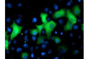 Immunofluorescence (IF) image for anti-NIMA (Never in Mitosis Gene A)- Related Kinase 9 (NEK9) antibody (ABIN1499687)