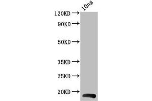 Western Blot Positive WB detected in Recombinant protein All lanes: BHRF1 antibody at 4 μg/mL Secondary Goat polyclonal to rabbit IgG at 1/50000 dilution Predicted band size: 18 kDa Observed band size: 18 kDa (BHRF1 (AA 1-142) 抗体)