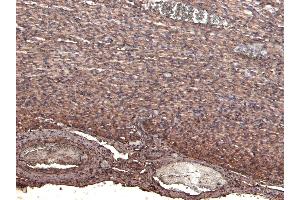 (ABIN570994) (4 μg/mL) staining of paraffin embedded Human Heart.