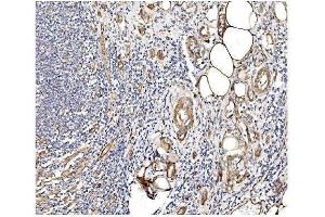 IHC analysis of Caveolin-2 using anti-Caveolin-2 antibody (ABIN3043749). (Caveolin 2 抗体  (AA 1-162))