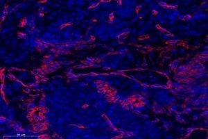 Immunofluorescent analysis of paraformaldehyde-fixed mouse ovary using,OMD (ABIN7074956) at dilution of 1: 1000 (Osteomodulin 抗体)