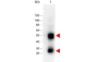 Western Blot of Peroxidase conjugated Goat anti-Mouse IgG antibody. (山羊 anti-小鼠 IgG (Heavy & Light Chain) Antibody (HRP))