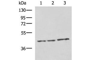 Western blot analysis of RAW264. (NDRG4 抗体)