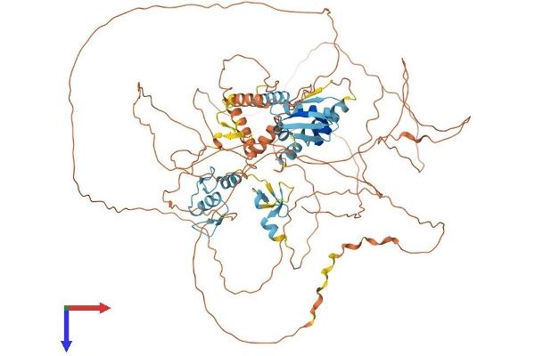 ZBTB10 Protein (AA 1-871) (His tag)