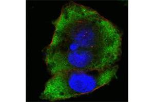 Confocal immunofluorescence analysis of Hela cells using FER mouse mAb (green). (FER 抗体)