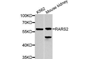 Western blot analysis of extracts of various cell lines, using RARS2 antibody.