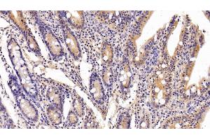 Detection of FKBP7 in Porcine Small intestine Tissue using Polyclonal Antibody to FK506 Binding Protein 7 (FKBP7)