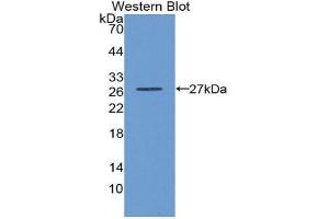 Western Blotting (WB) image for anti-Glutathione S-Transferase alpha 3 (GSTA3) (AA 1-222) antibody (ABIN3201036) (GSTA3 抗体  (AA 1-222))