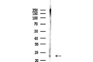 Western blot analysis of lysates from Mouse lung, using Claudin 5 Antibody at 1/1000 dilution.