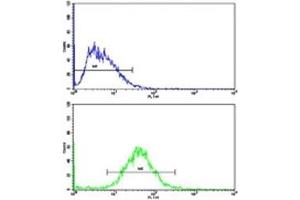 Flow cytometric analysis of HepG2 cells using Cyclin A2 antibody (bottom histogram) compared to a negative control (top histogram).